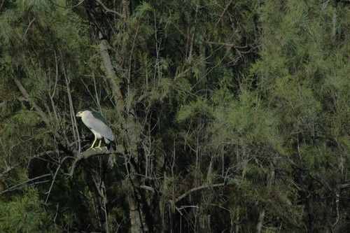iNaturalist observation photo of Black-crowned Night Heron
