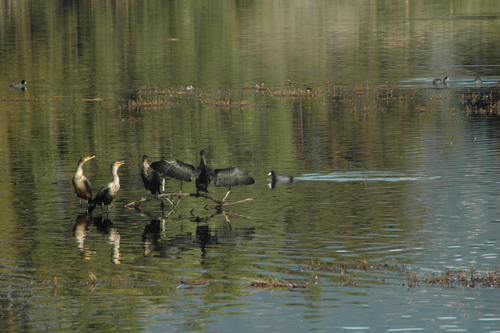 iNaturalist observation photo of Double-crested Cormorant