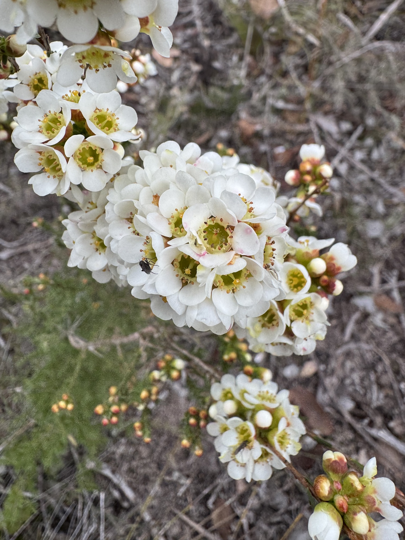 Chamelaucium confertiflorum
