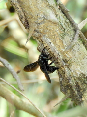 Xylocopa