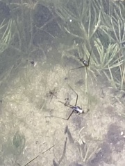 Neogerris hesione