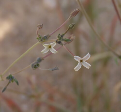Bushveld Trembletop (Kohautia caespitosa)