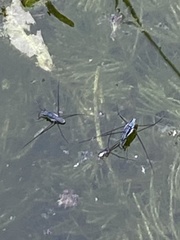 Neogerris hesione