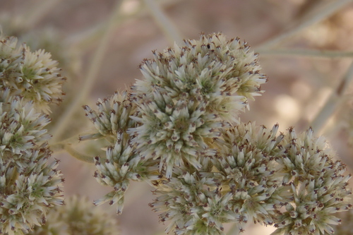 Grey Everlasting (Helichrysum zeyheri)