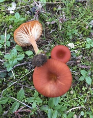 Contumyces vesuvianus