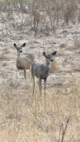 iNaturalist observation photo of Mule Deer