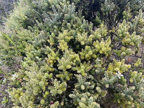 Leptecophylla tameiameiae observed 2025-09-09