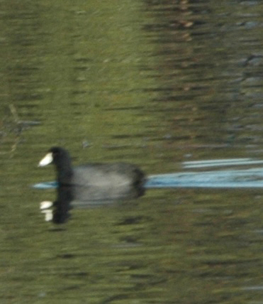 iNaturalist observation photo of American Coot