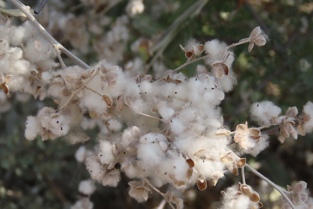 Tarchonanthus camphoratus; photograph author not stated, no rights reserved