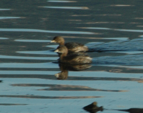 iNaturalist observation photo of Pied-billed Grebe