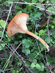 Contumyces vesuvianus