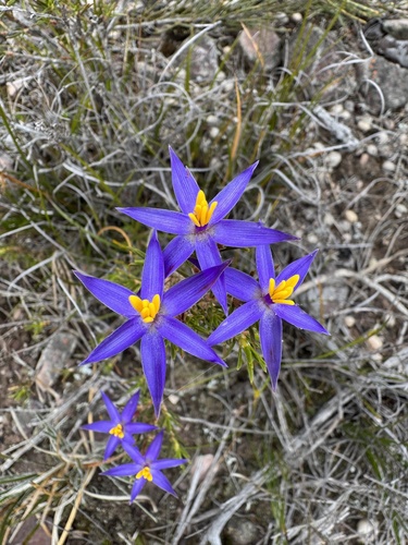 Calectasia valida (Calectasia valida)