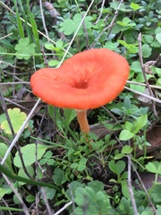 Contumyces vesuvianus