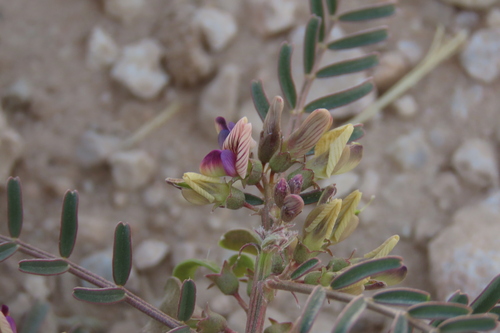 Benguelan Bubblepod (Lessertia benguellensis)