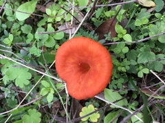 Contumyces vesuvianus