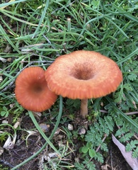 Contumyces vesuvianus