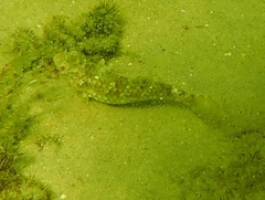 Sparisoma
