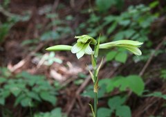 Cardiocrinum cordatum