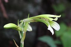 Cardiocrinum cordatum