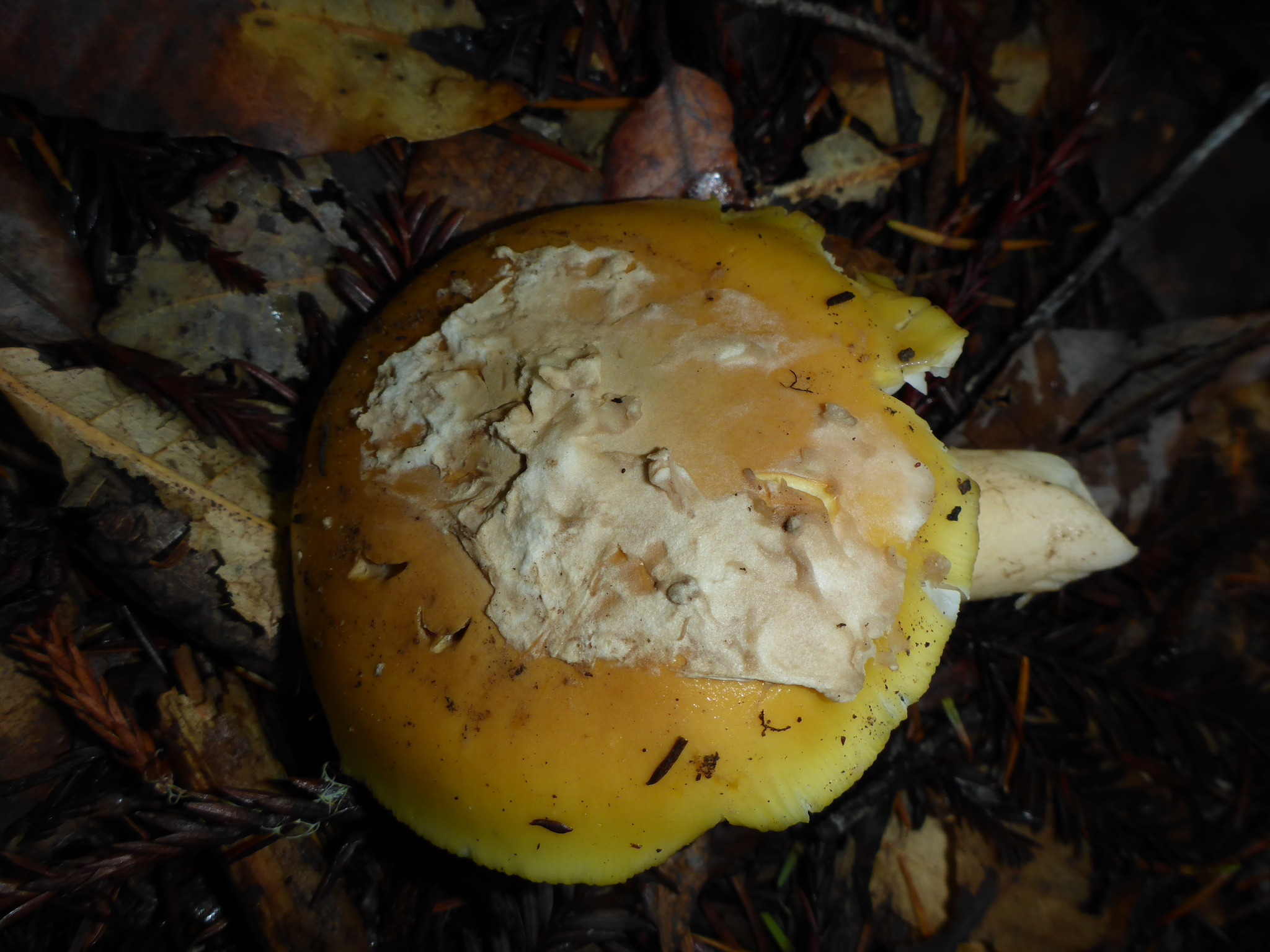 Amanita calyptroderma image