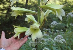 Cardiocrinum cordatum