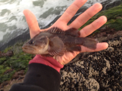 Sebastes rastrelliger