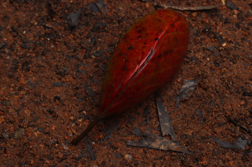Nilgiri rudraksh (Elaeocarpus recurvatus)