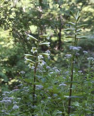 Cardiocrinum cordatum