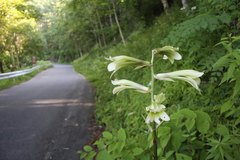 Cardiocrinum cordatum