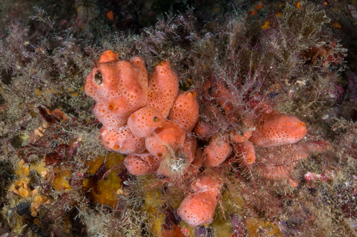 Crella elegans