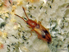 Cryptamorpha desjardinsi