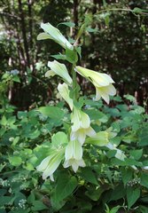 Cardiocrinum cordatum