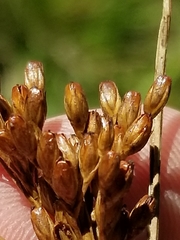 Juncus greenei