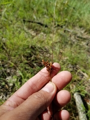 Juncus greenei