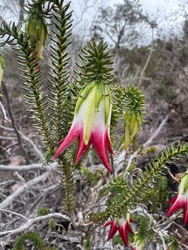Darwinia meeboldii, photograph 5