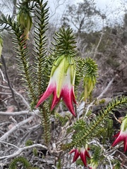 Darwinia meeboldii, photograph (c) Tyler Anthony, some rights reserved (CC BY)