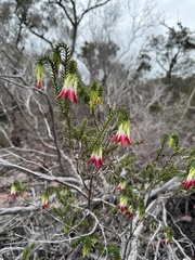 Darwinia meeboldii, photograph (c) Tyler Anthony, some rights reserved (CC BY)
