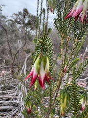 Darwinia meeboldii, photograph (c) Tyler Anthony, some rights reserved (CC BY)