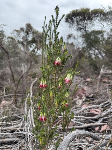 Darwinia meeboldii, photograph 4