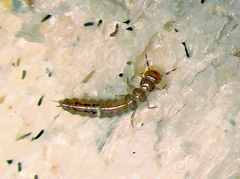 Cryptamorpha desjardinsi