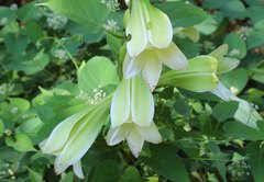 Cardiocrinum cordatum