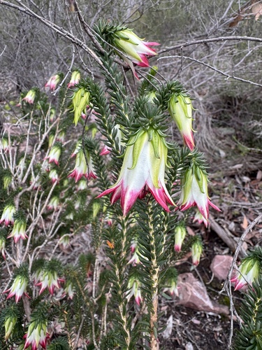 Cranbrook Bell (Darwinia meeboldii)