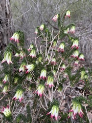 Darwinia meeboldii, photograph (c) Tyler Anthony, some rights reserved (CC BY)
