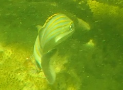 Haemulon carbonarium