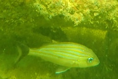 Haemulon carbonarium