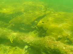 Haemulon carbonarium