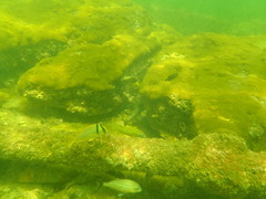 Haemulon carbonarium