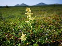 Koenigia tripterocarpa