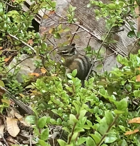 Siskiyou Chipmunk observed by ted_k_raab