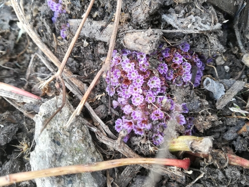 Lennoa madreporoides (Lennoa madreporoides)